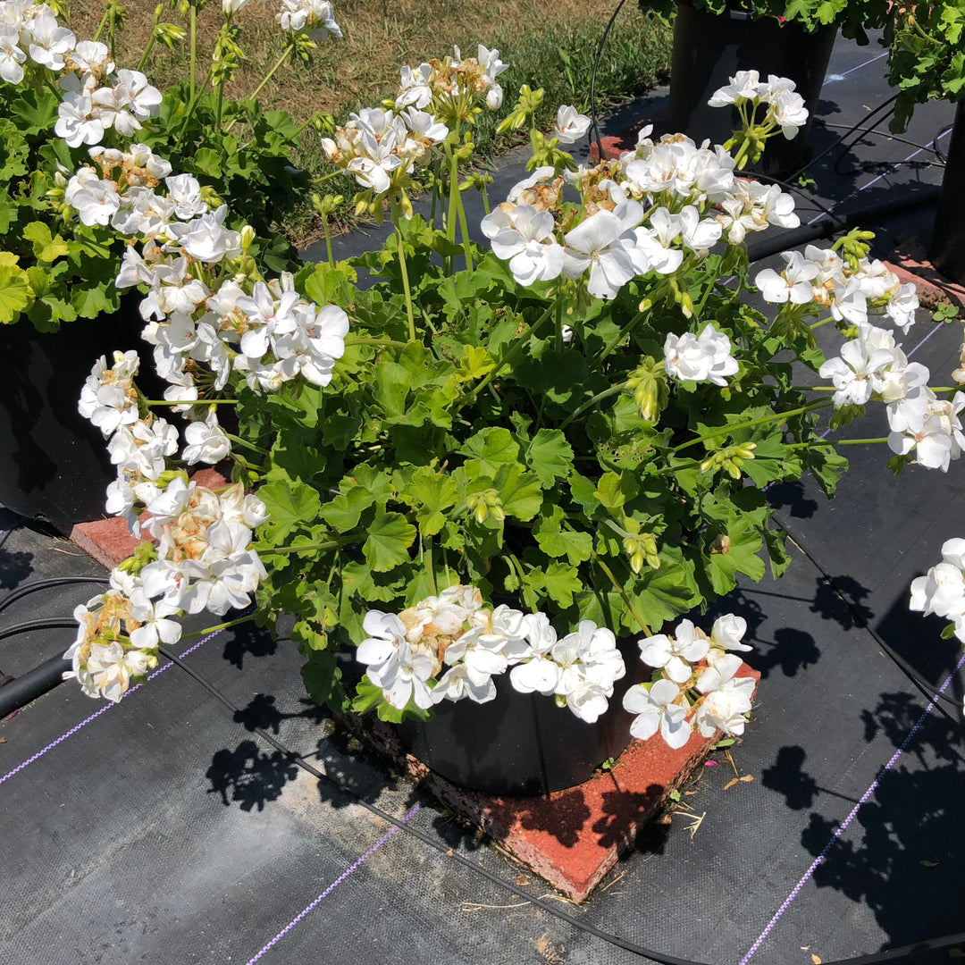 Pelargonium interspecific 'Calliope Medium White' ~ Calliope® Medium White Geranium-ServeScape