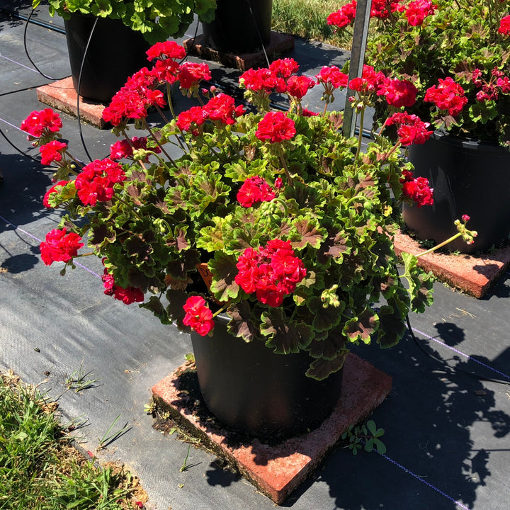 Pelargonium zonal 'Brocade Cherry Night' ~ Brocade Cherry Night Zonal Geranium-ServeScape