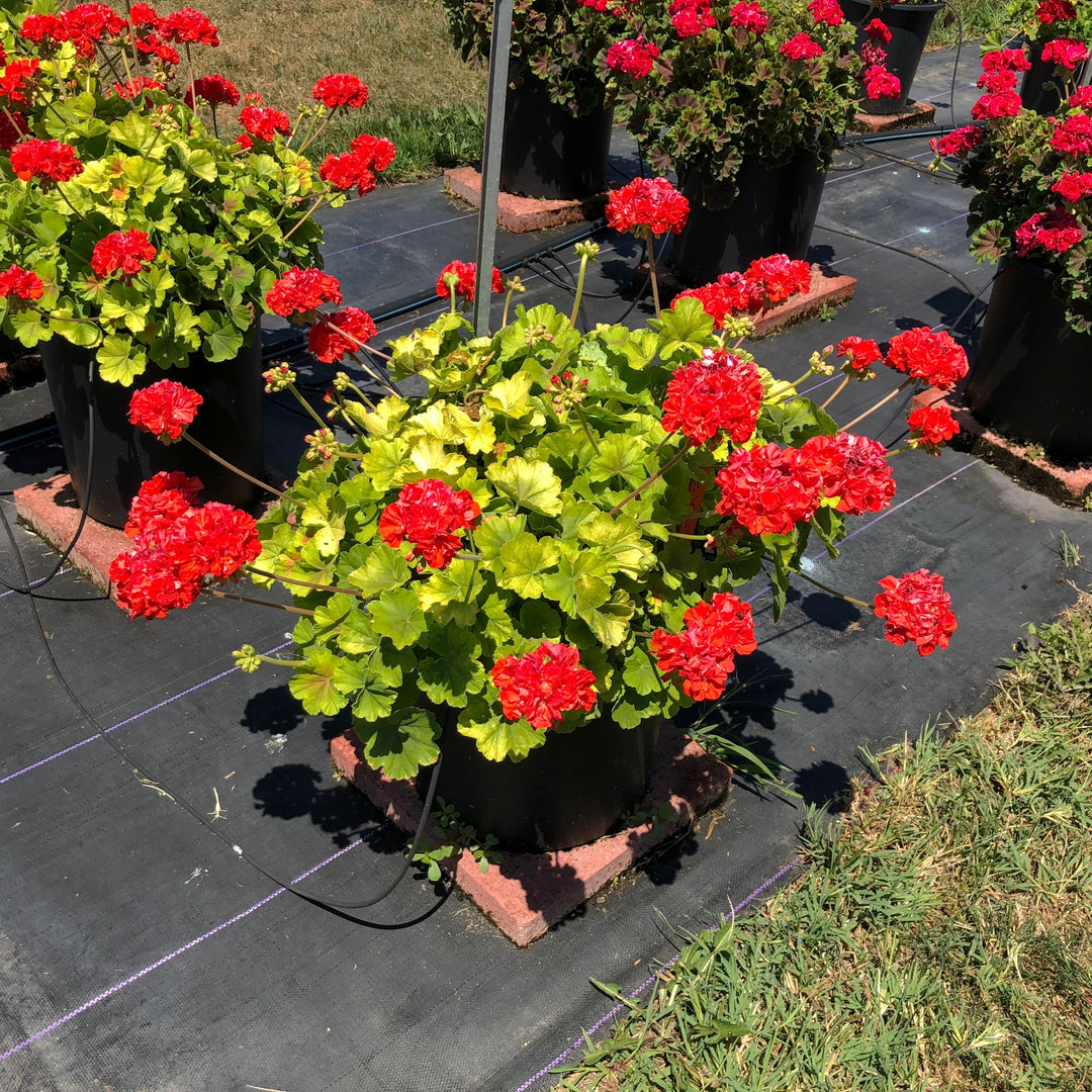 Pelargonium zonal 'Brocade Fire' ~ Brocade Fire Zonal Geranium-ServeScape