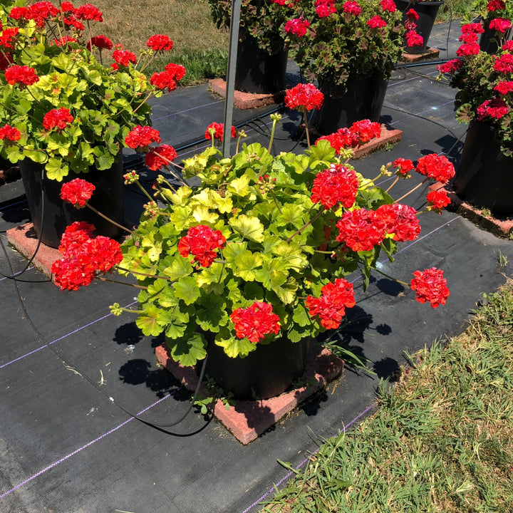 Pelargonium zonal 'Brocade Fire' ~ Brocade Fire Zonal Geranium-ServeScape