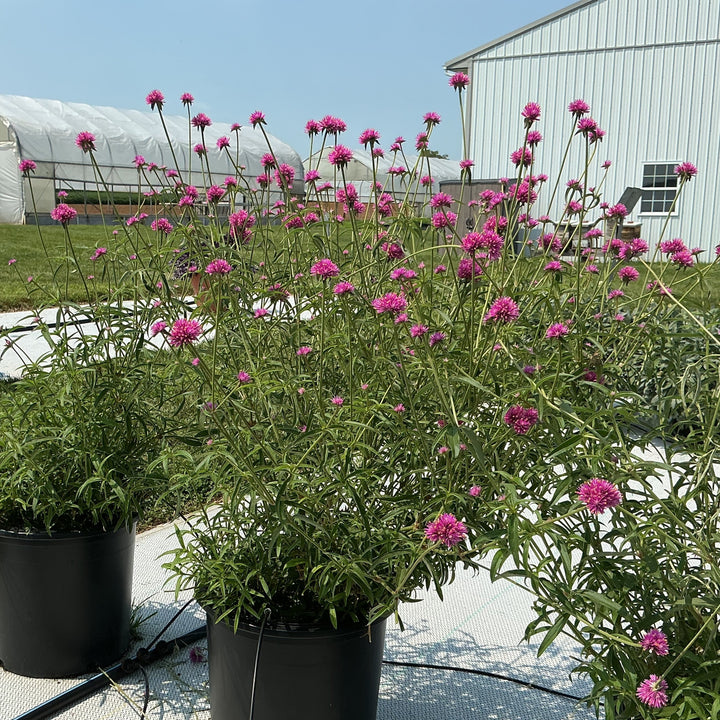 Gomphrena 'Fireball Pink' ~ Fireball Pink Globe Amaranth-ServeScape