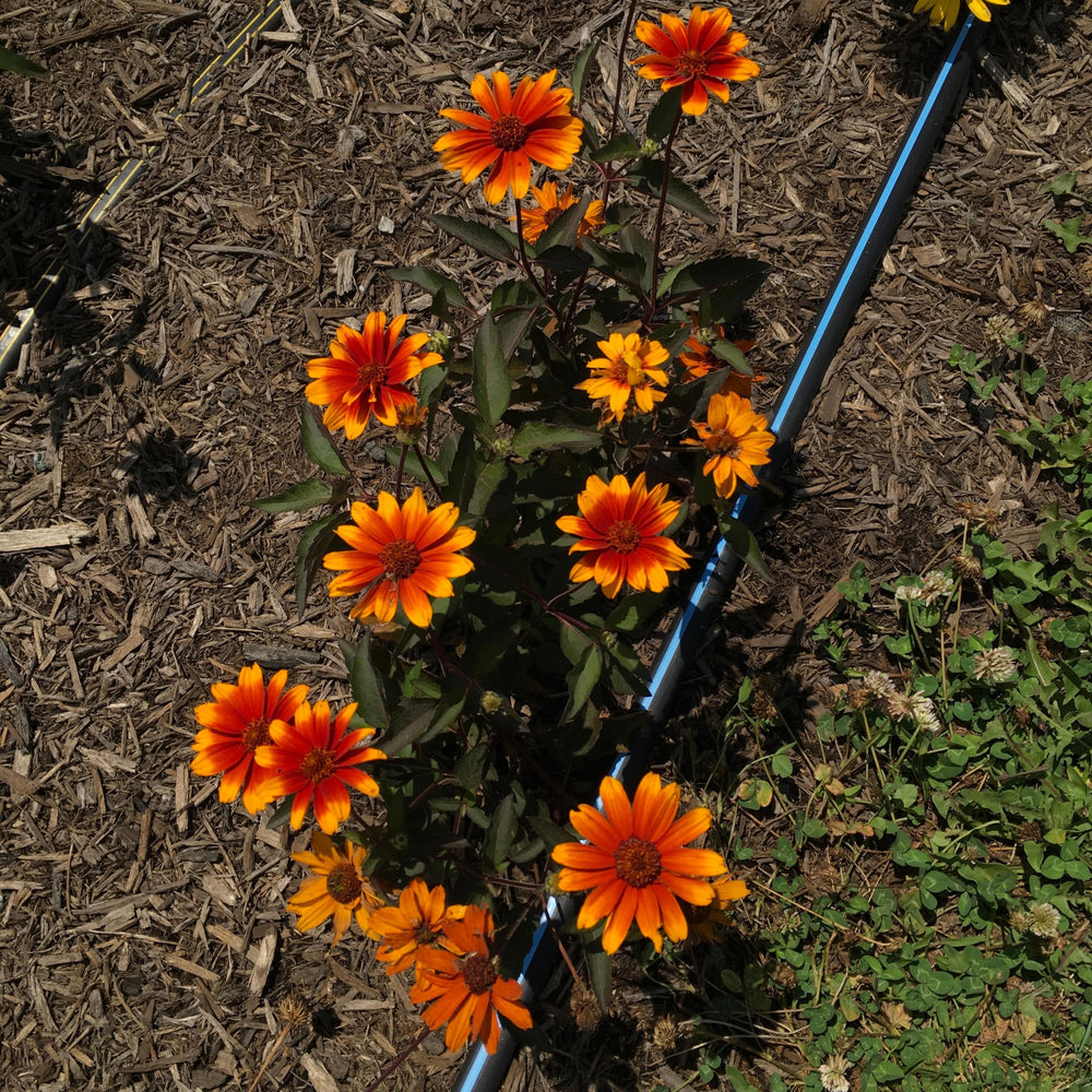 Heliopsis helianthoides 'Summer Eclipse' ~ Summer Eclipse False Sunflower-ServeScape