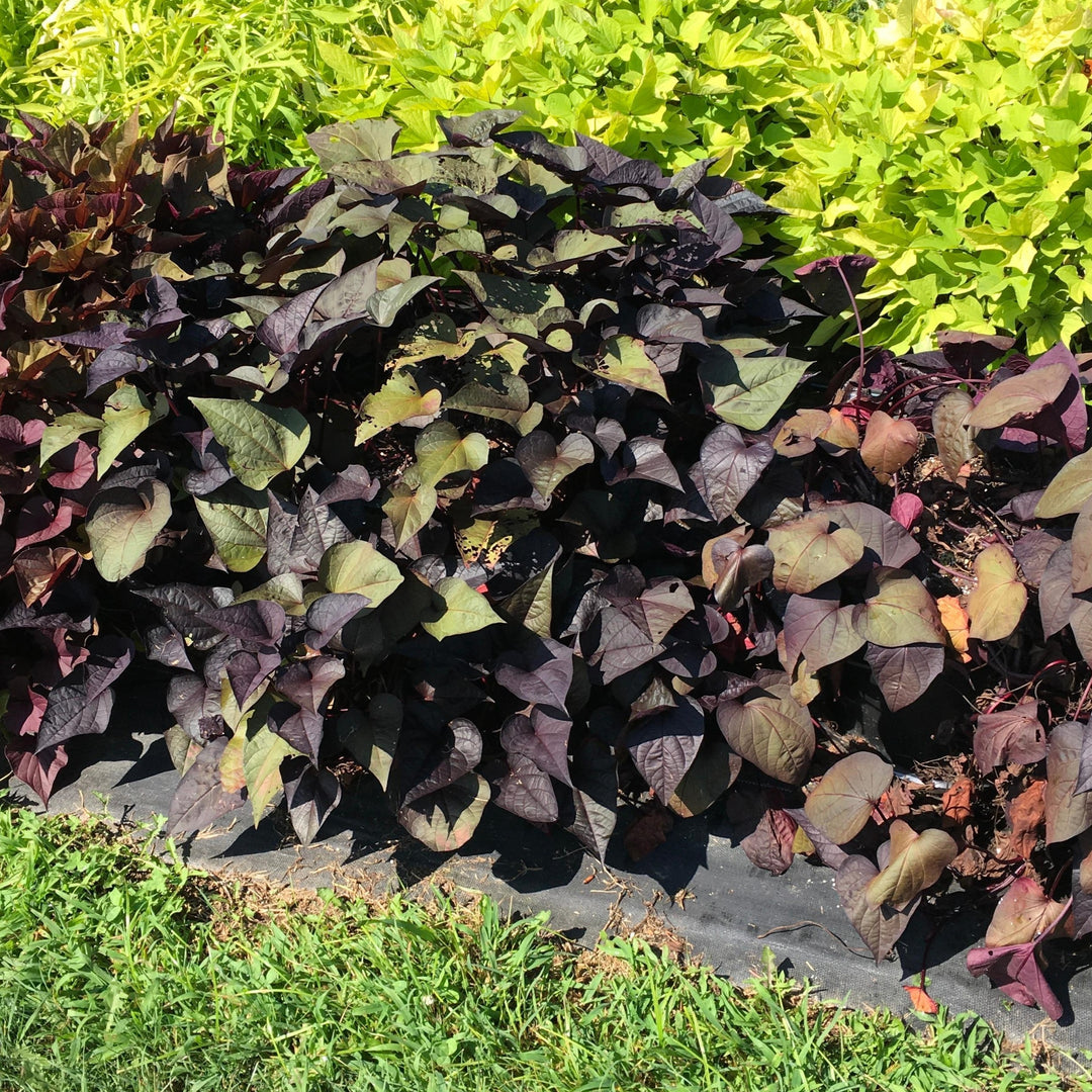 Ipomoea batatas ‘Black Hearts' ~ SolarPower™ Black Hearts Sweet Potato-ServeScape