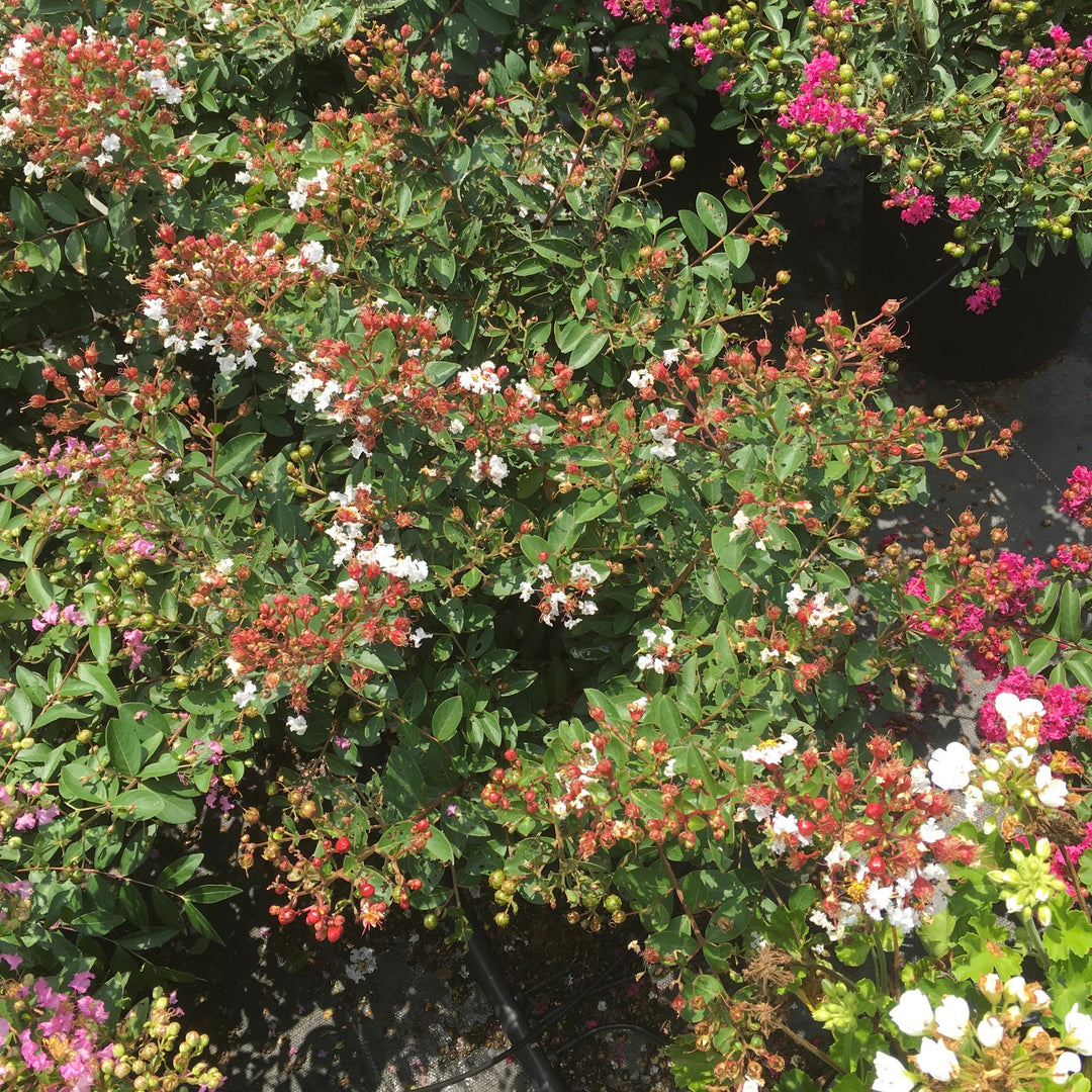 Lagerstroemia 'G18147' ~ GreatMyrtle™ French Vanilla Crape Myrtle-ServeScape
