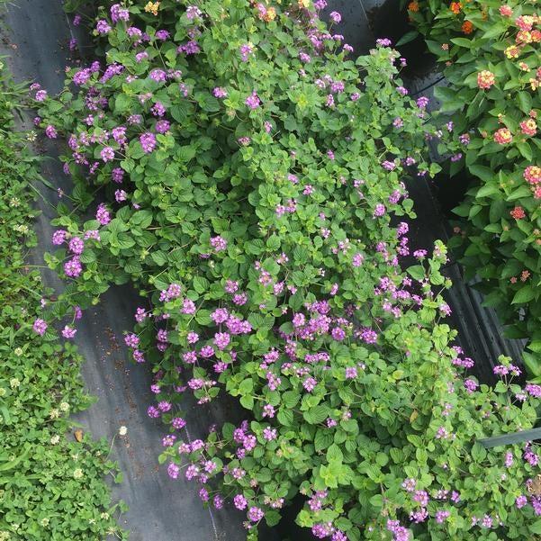 Lantana montevidensis 'Purple Falls' ~ Purple Falls Lantana-ServeScape