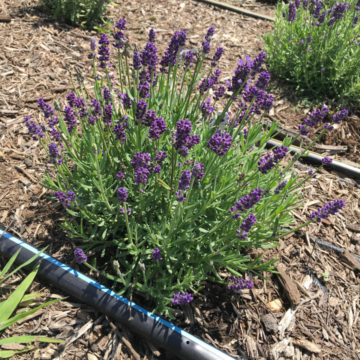 Lavandula stoechas 'La Diva Eternal Elegance' ~ La Diva Eternal Elegance Lavender-ServeScape