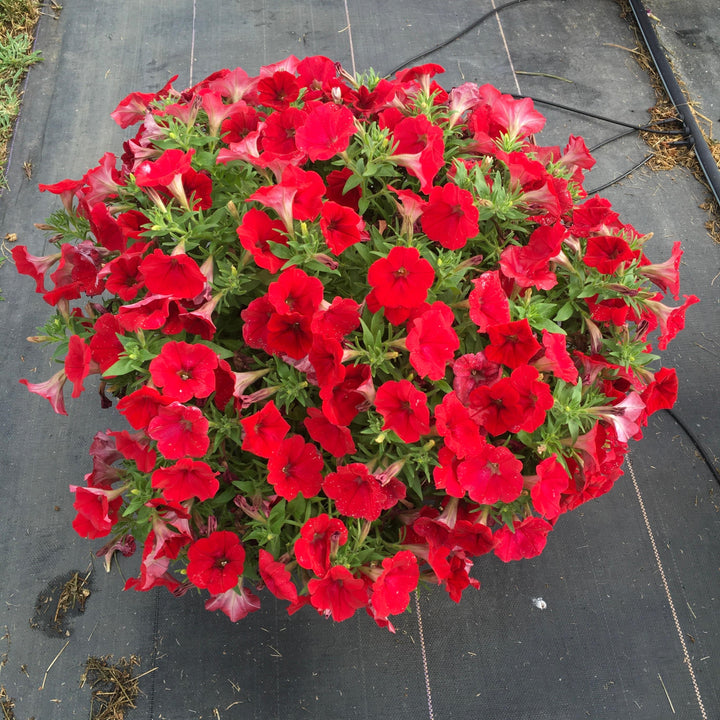 Petunia hybrid 'Balcanned’ ~ Cannonball™ Red Petunia-ServeScape