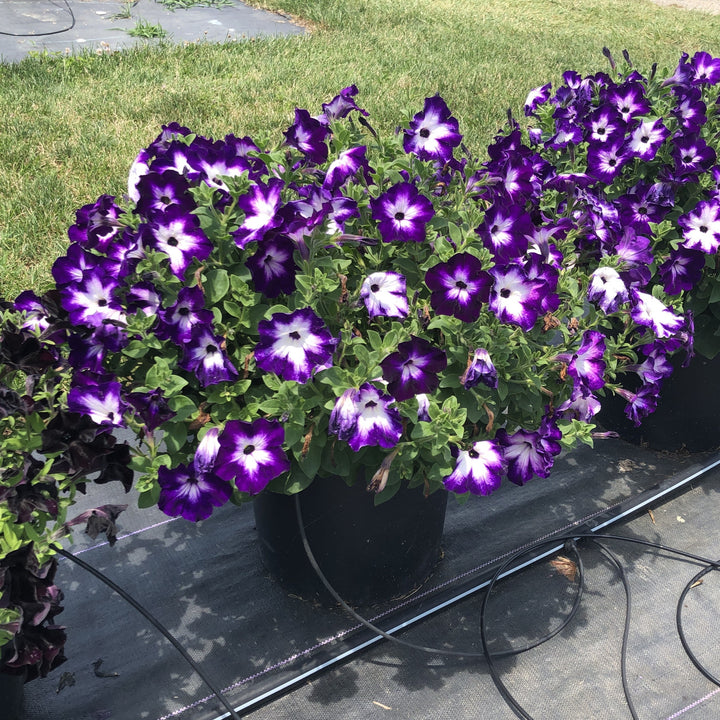 Petunia hybrid 'Wespercrabefra’ ~ Crazytunia® Berry Frappe Petunia-ServeScape