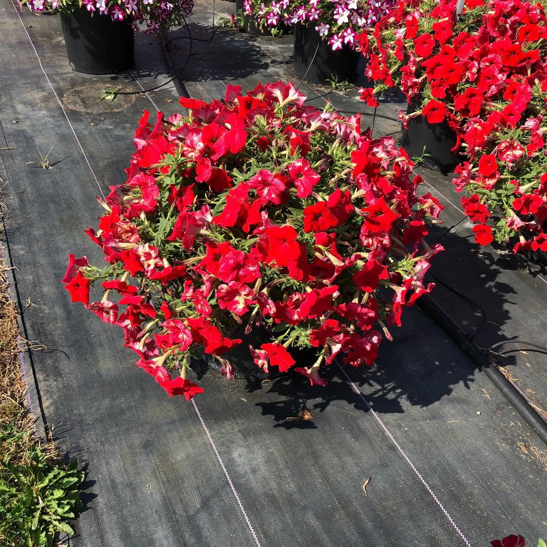 Petunia x 'KLEPH24743' ~ Headliner™ Red Petunia-ServeScape