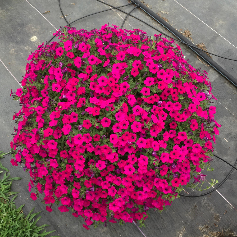 Petunia x ' Itsy Magenta' ~ Itsy™ Magenta Petunia-ServeScape