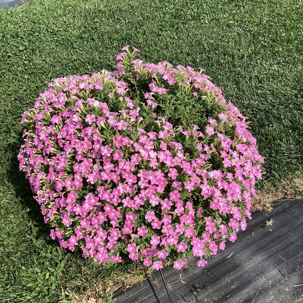 Petunia x ' Itsy Pink' ~ Itsy™ Pink Petunia-ServeScape