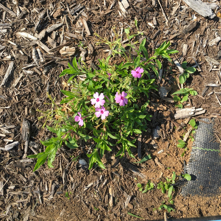 Phlox hybrid 'Woodlander Lilac' ~ Woodlander Lilac Phlox-ServeScape