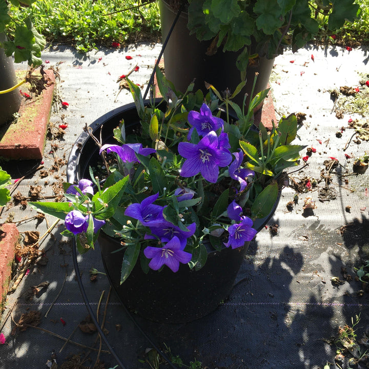 Platycodon grandiflorus 'Pop Star Blue' ~ Pop Star™ Blue Balloon Flower-ServeScape