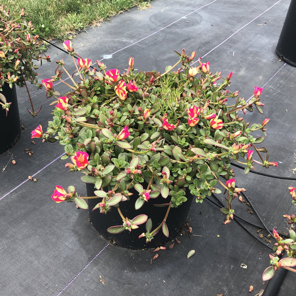 Portulaca oleracea 'Wesposegwapuimp' ~ ColorBlast™ Watermelon Punch Purslane-ServeScape