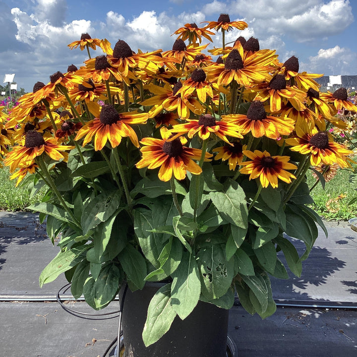 Rudbeckia hirta 'Sunbeckia Sarah' ~ Sunbeckia® Sarah Black-Eyed Susan-ServeScape