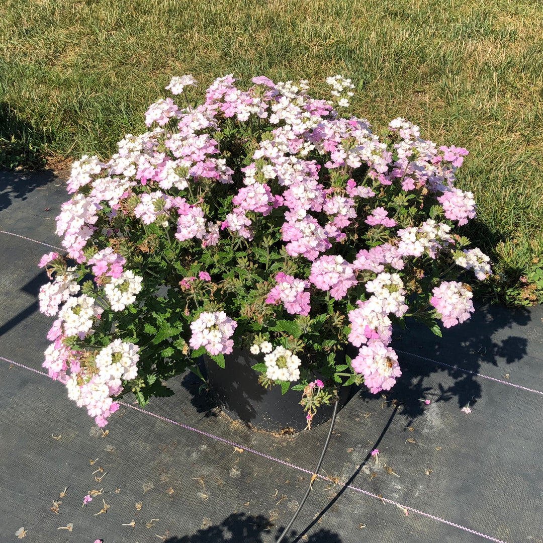 Verbena peruviana 'Balendish' PP25839 ~ EnduraScape™ White Blush Verbena-ServeScape