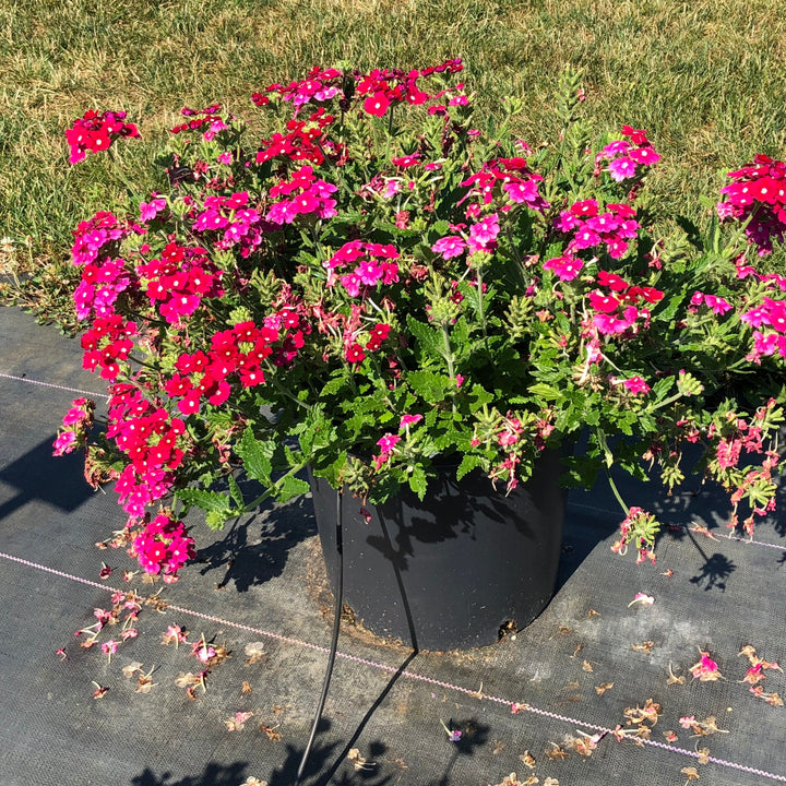 Verbena x hybrida 'Balfireburgim' ~ Firehouse™ Burgundy Verbena-ServeScape