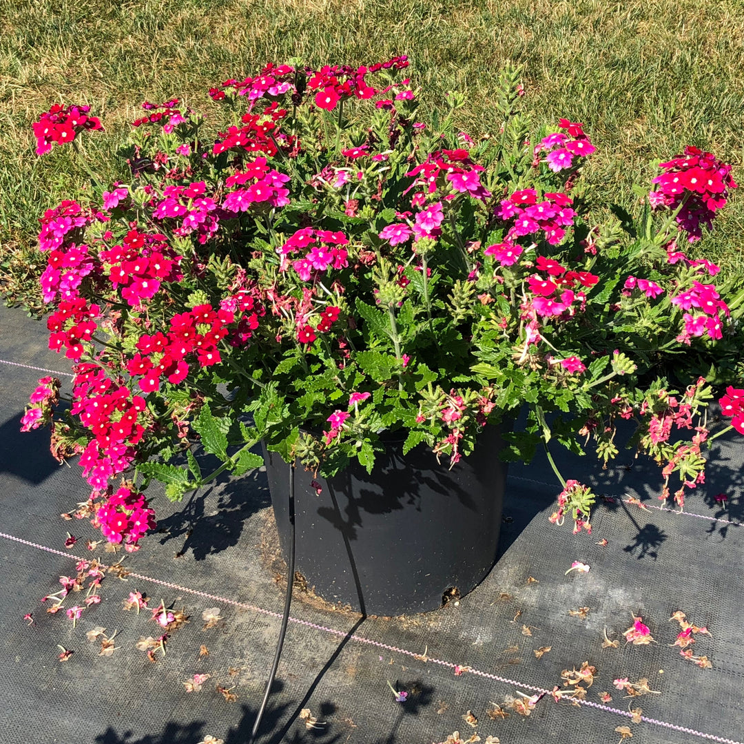 Verbena x hybrida 'Balfireburgim' ~ Monrovia® Firehouse™ Burgundy Verbena-ServeScape