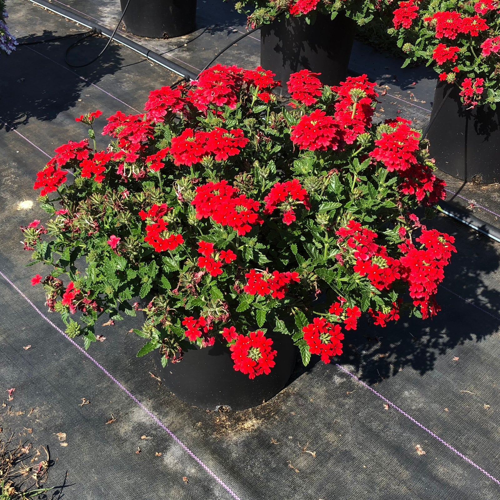 Verbena x hybrida 'Balfired' ~ Firehouse™ Red Verbena-ServeScape