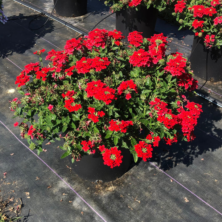 Verbena x hybrida 'Balfired' ~ Firehouse™ Red Verbena-ServeScape