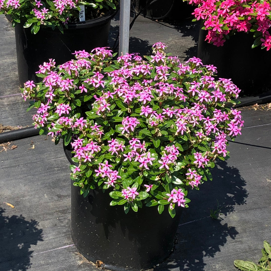 Catharanthus ''SUNCATFE 291' ~ PW® Soiree Kawaii® Light Purple Vinca-ServeScape