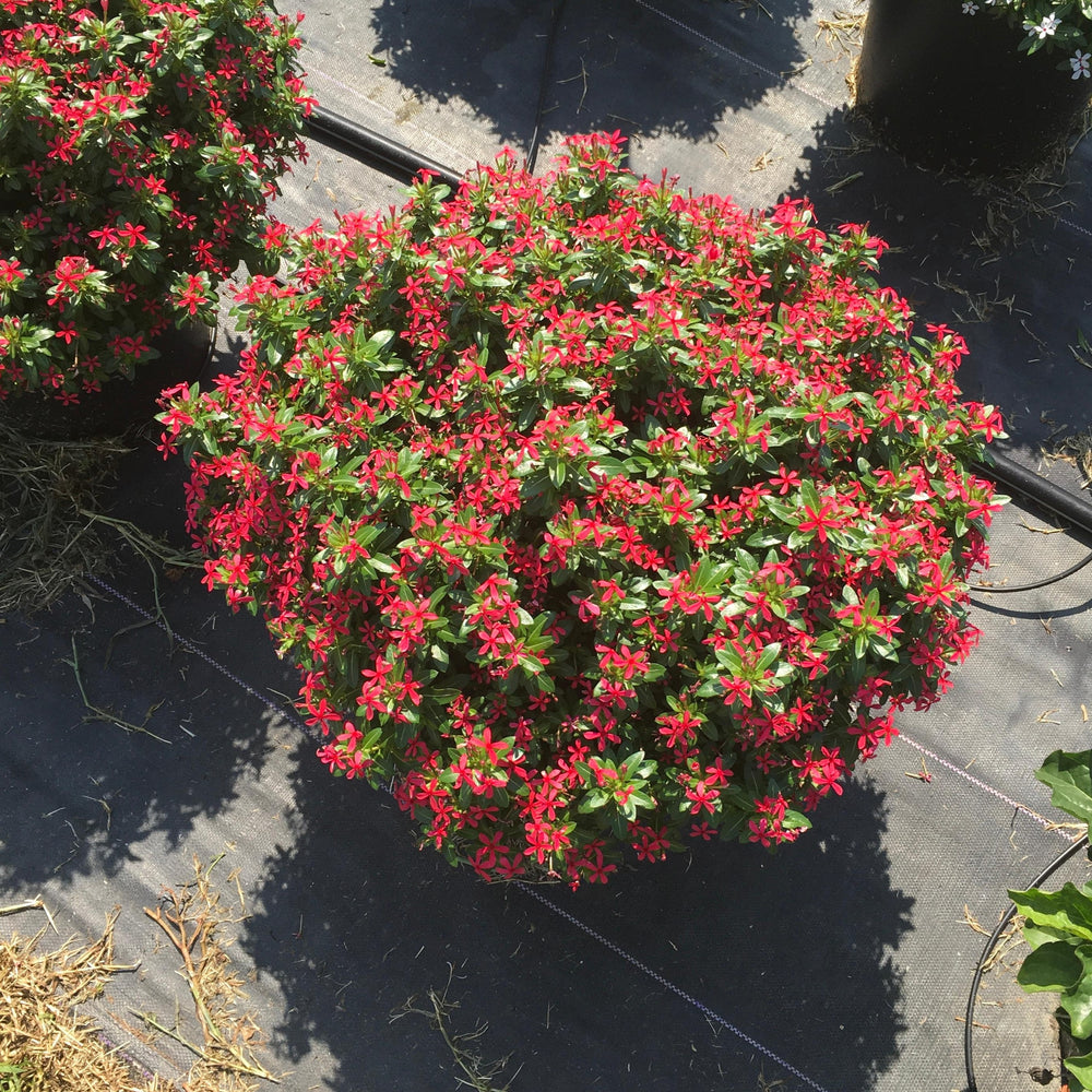 Catharanthus 'Soiree Kawaii Paprika Red' ~ PW® Soiree Kawaii® Paprika Red Vinca-ServeScape