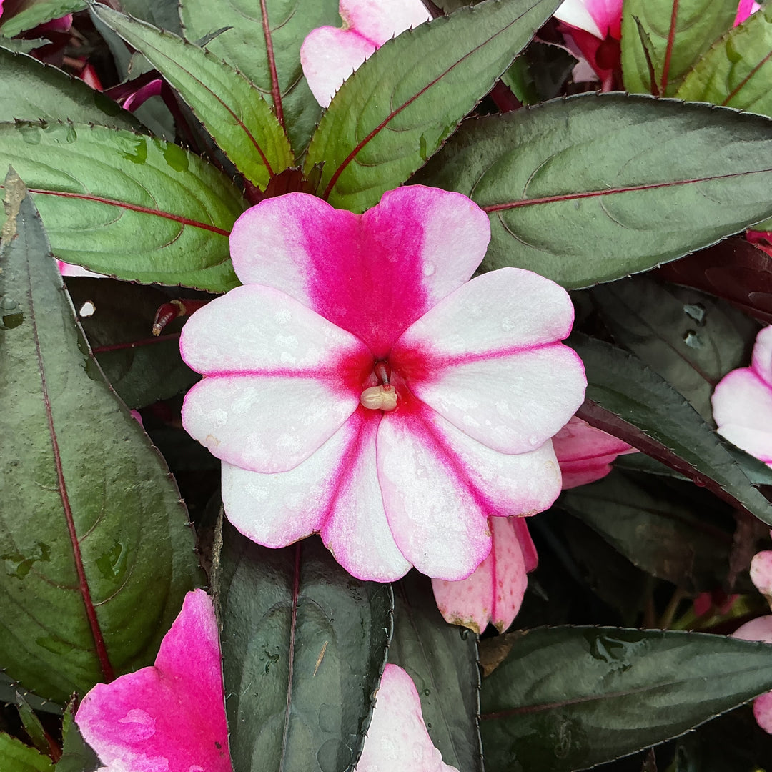 Impatiens hawkeri 'Magnum Violet Star' ~ Magnum Violet Star New Guinea Impatiens-ServeScape