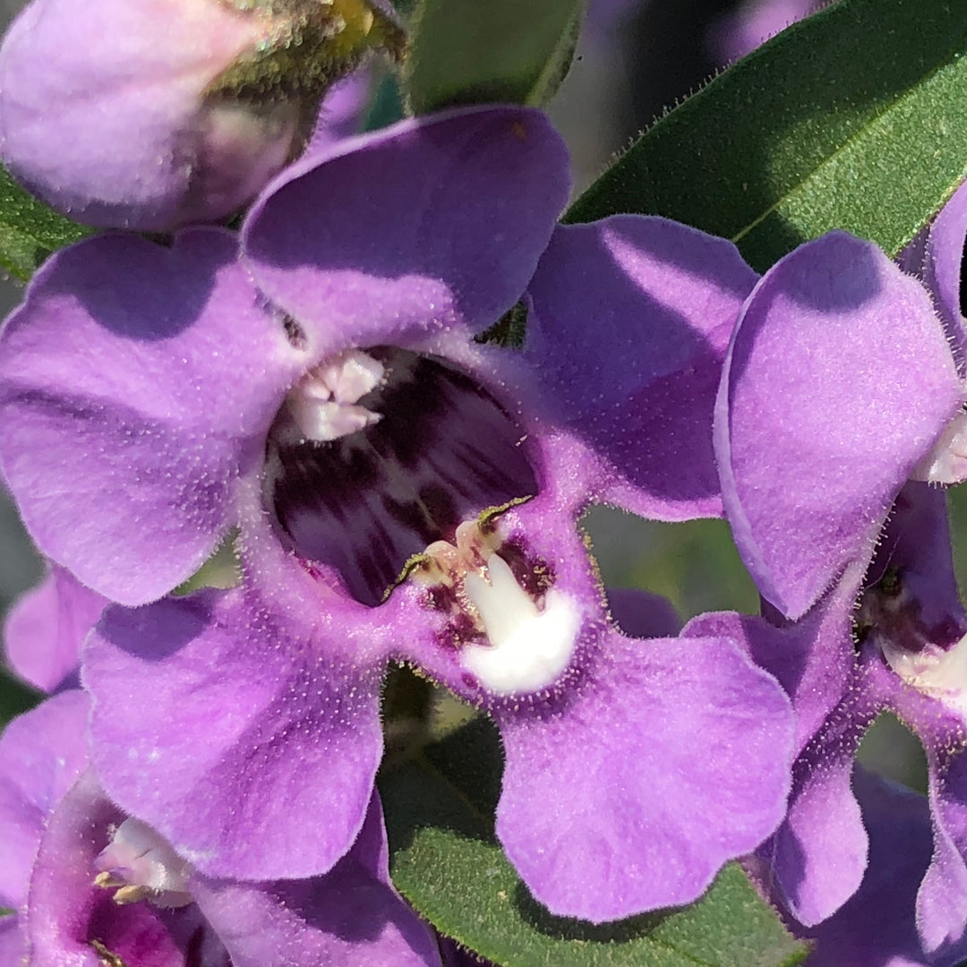 Angelonia hybrid 'ANSTEEL0’ ~ PW® Angelface® Steel Blue Summer Snapdragon-ServeScape