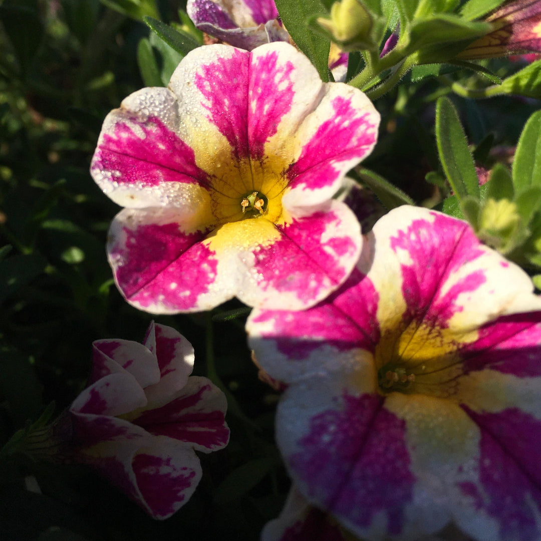Calibrachoa 'Fancy Berry' ~ Candy Shop™ Fancy Berry Calibrachoa-ServeScape