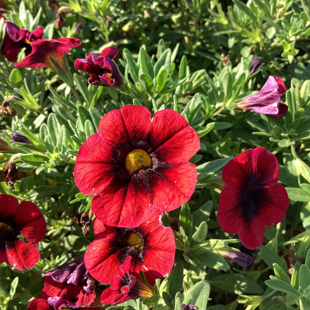 Calibrachoa hybrida 'Balchariss' ~ Cha-Cha™ Red Kiss Calibrachoa-ServeScape