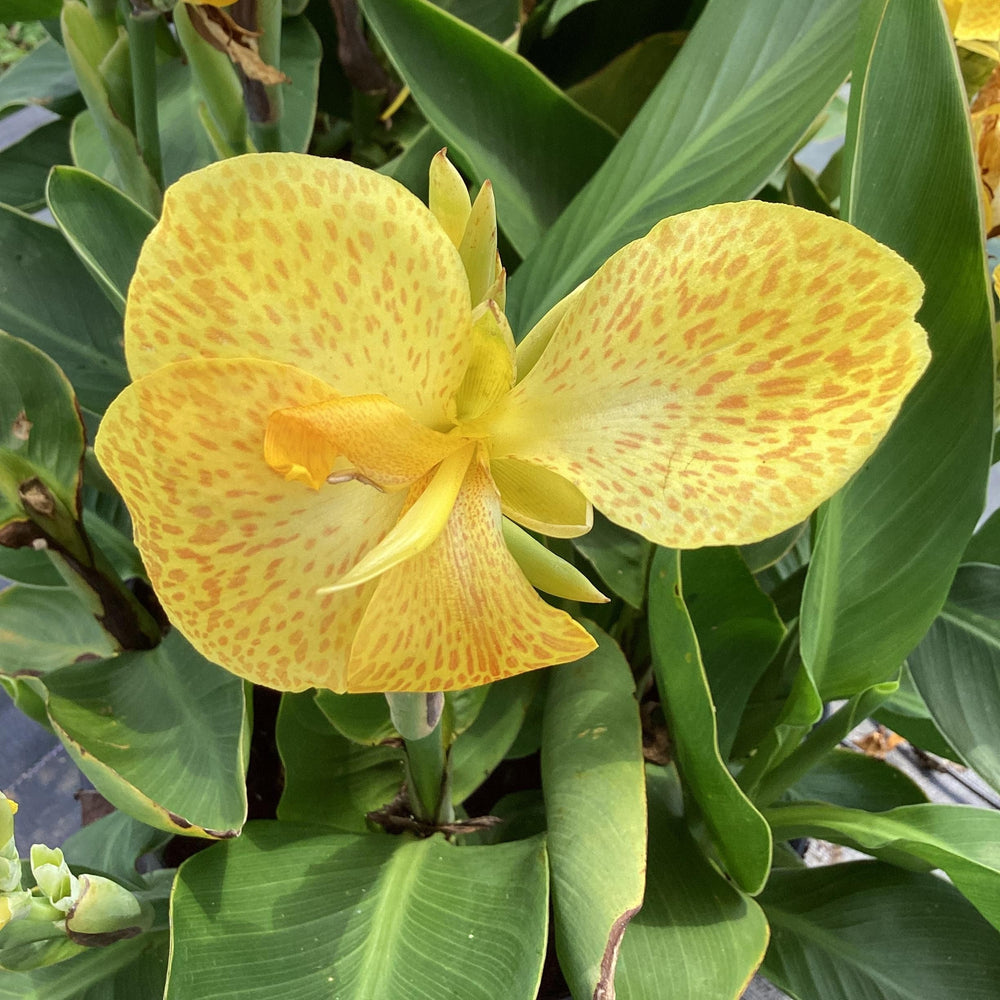 Canna x generalis 'South Pacific Yellow' ~ Monrovia® South Pacific Yellow Canna Lily-ServeScape
