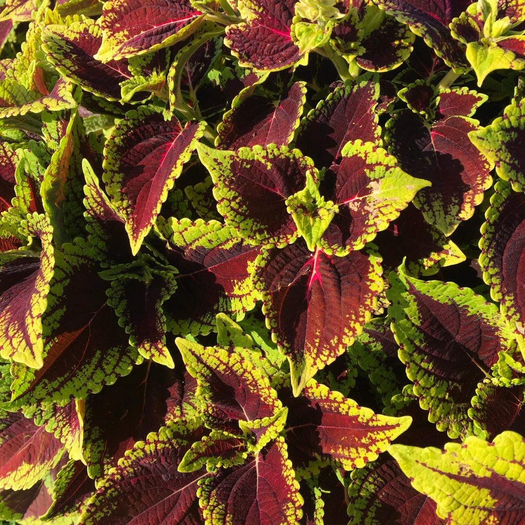 Solenostemon scutellarioides 'Main Street Alligator Alley' ~ Main Street Alligator Alley™ Coleus-ServeScape