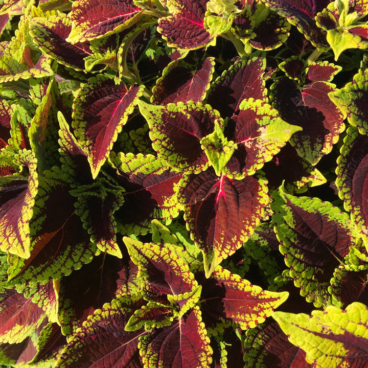 Solenostemon scutellarioides 'Main Street Alligator Alley' ~ Main Street Alligator Alley™ Coleus-ServeScape