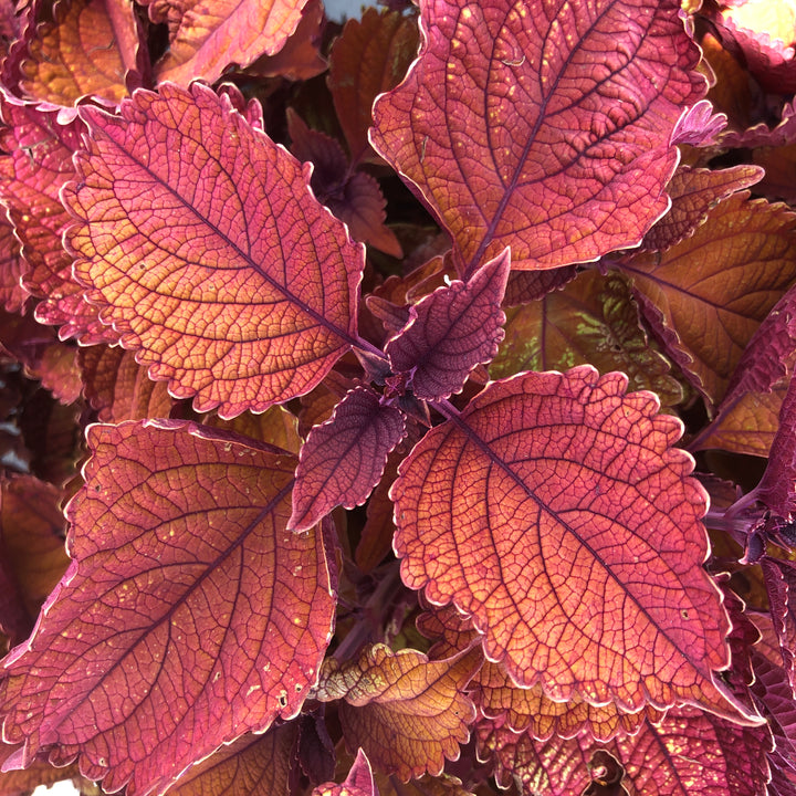 Solenostemon scutellarioides 'Main Street Wall Street' ~ Main Street Wall Street™ Coleus-ServeScape