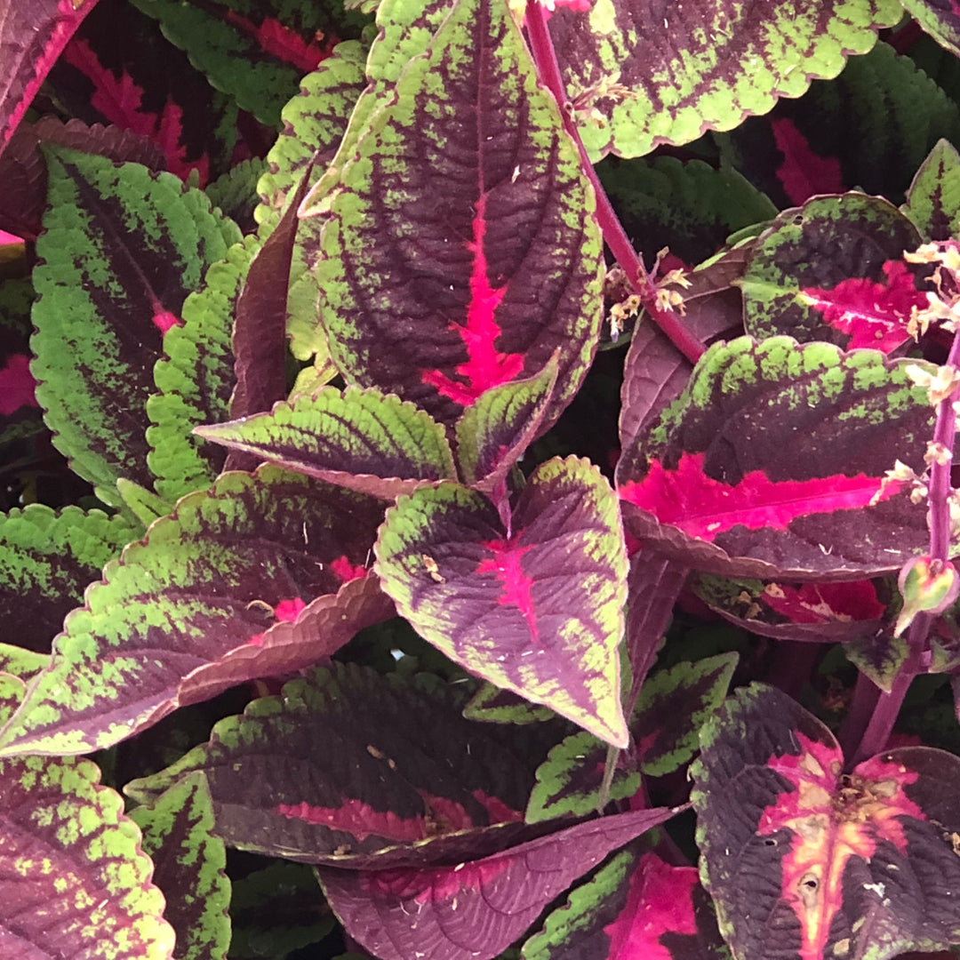 Solenostemon scutellarioides 'Main Street Ruby Road' ~ Main Street Ruby Road™ Coleus-ServeScape