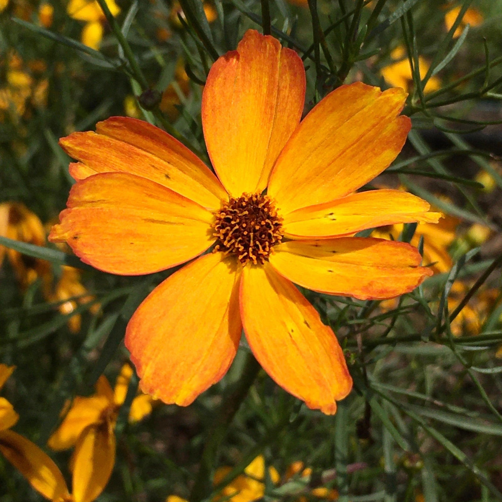 Coreopsis 'Fall Sensation Amber' ~ Fall Sensation™ Amber Coreopsis-ServeScape