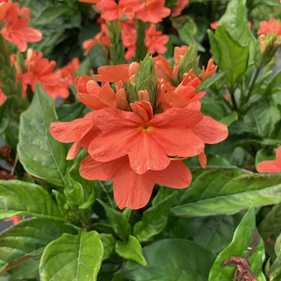 Crossandra infundibuliformis 'Watermelon' ~ Watermelon Crossandra-ServeScape