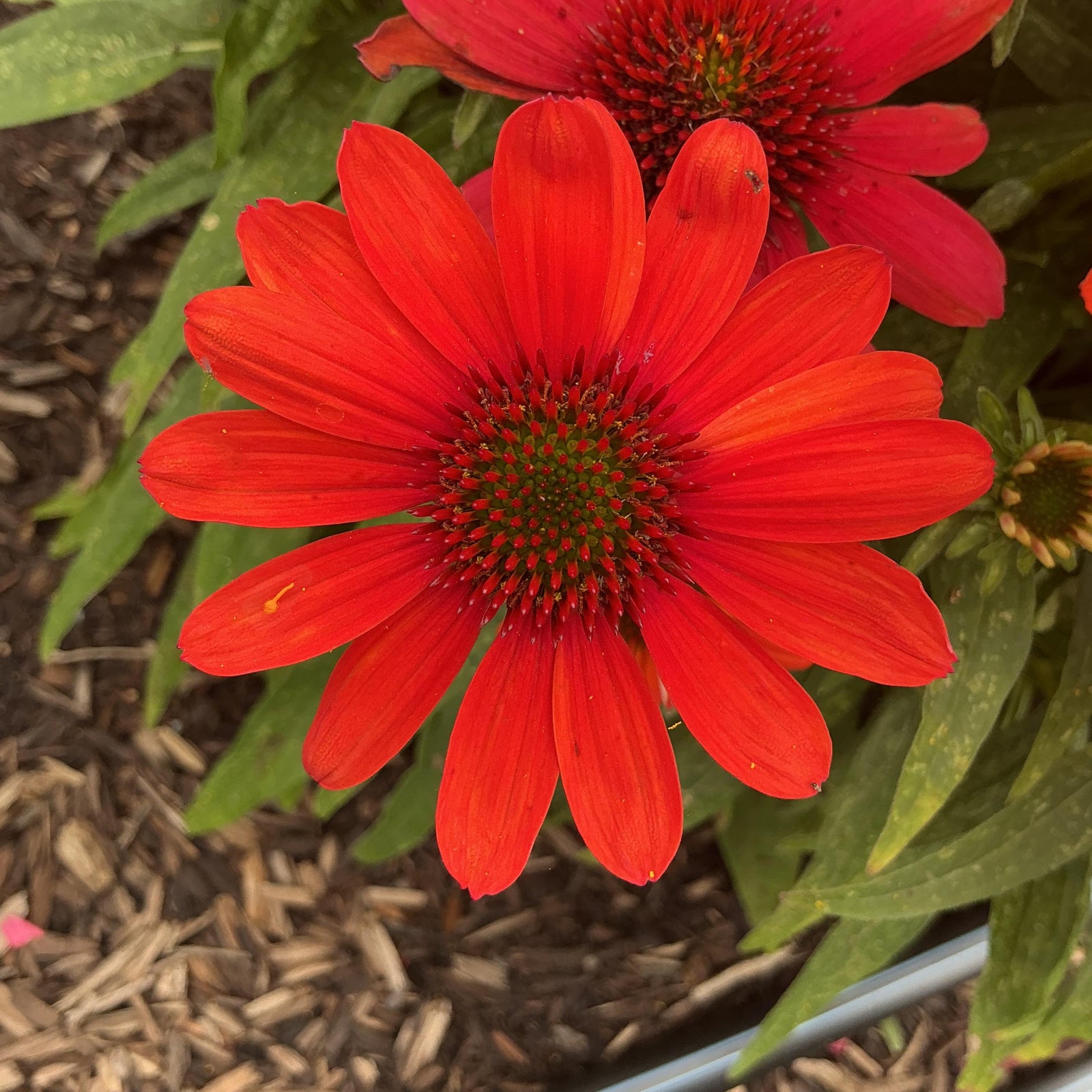 Echinacea purpurea 'SunMagic Vintage Electric Orange' ~ SunMagic® Vintage Electric Orange Echinacea-ServeScape