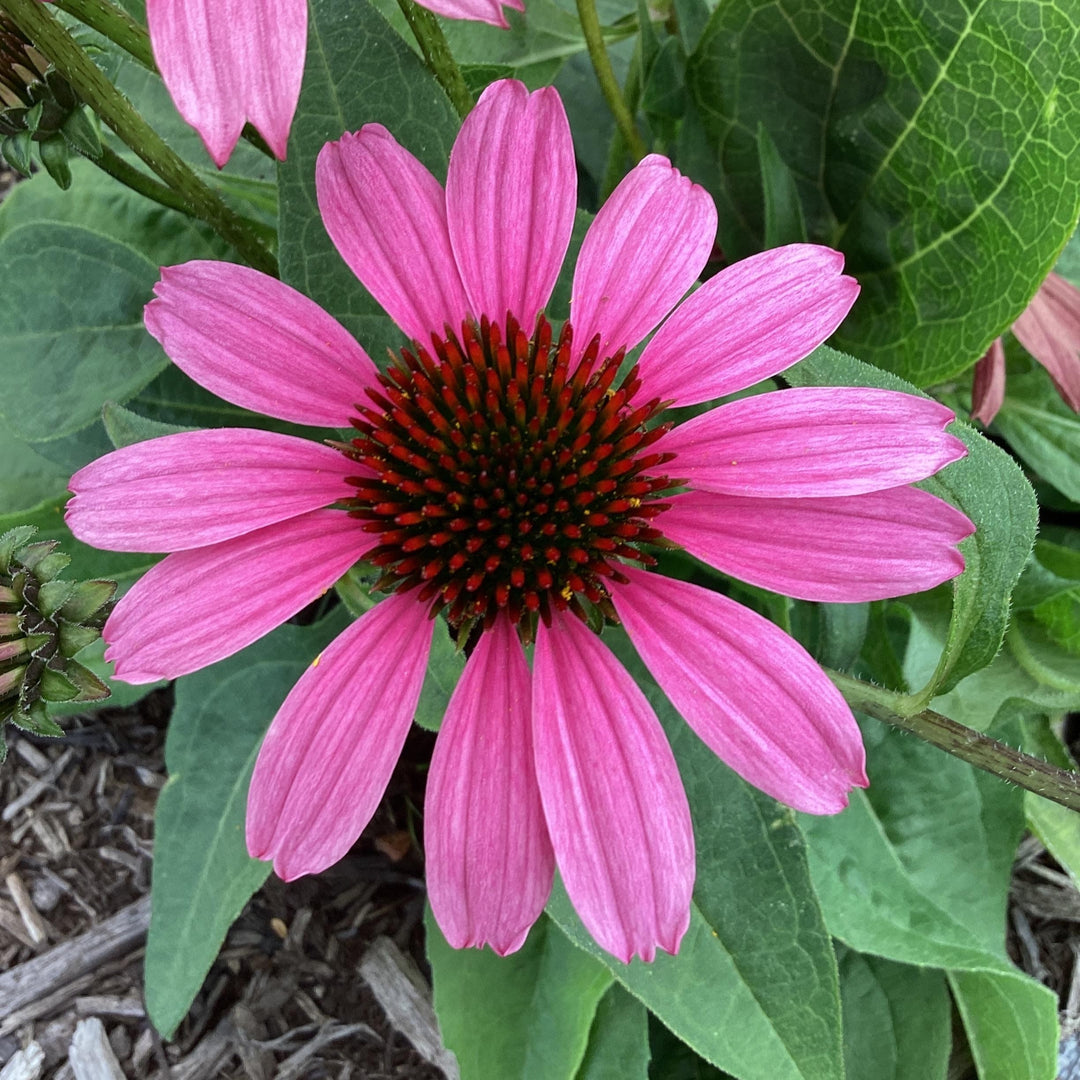 Echinacea purpurea 'SunMagic Vintage Fuchsia' ~ SunMagic® Vintage Fuchsia Echinacea-ServeScape