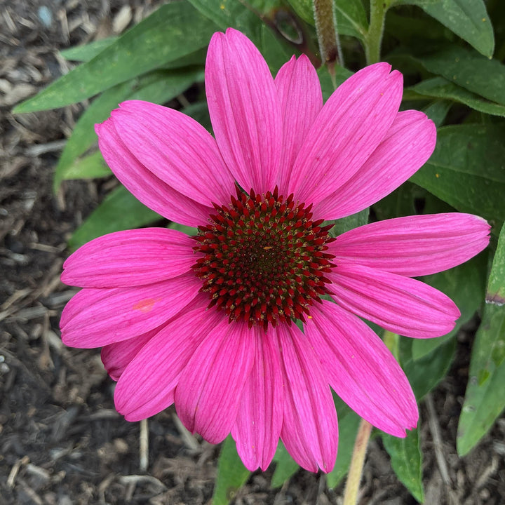 Echinacea purpurea 'SunMagic Vintage Hot Pink' ~ SunMagic® Vintage Hot Pink Echinacea-ServeScape