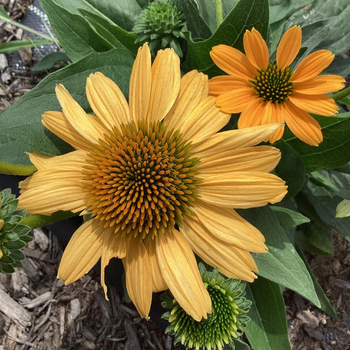 Echinacea purpurea 'SunMagic Vintage Mango' ~ SunMagic® Vintage Mango Echinacea-ServeScape