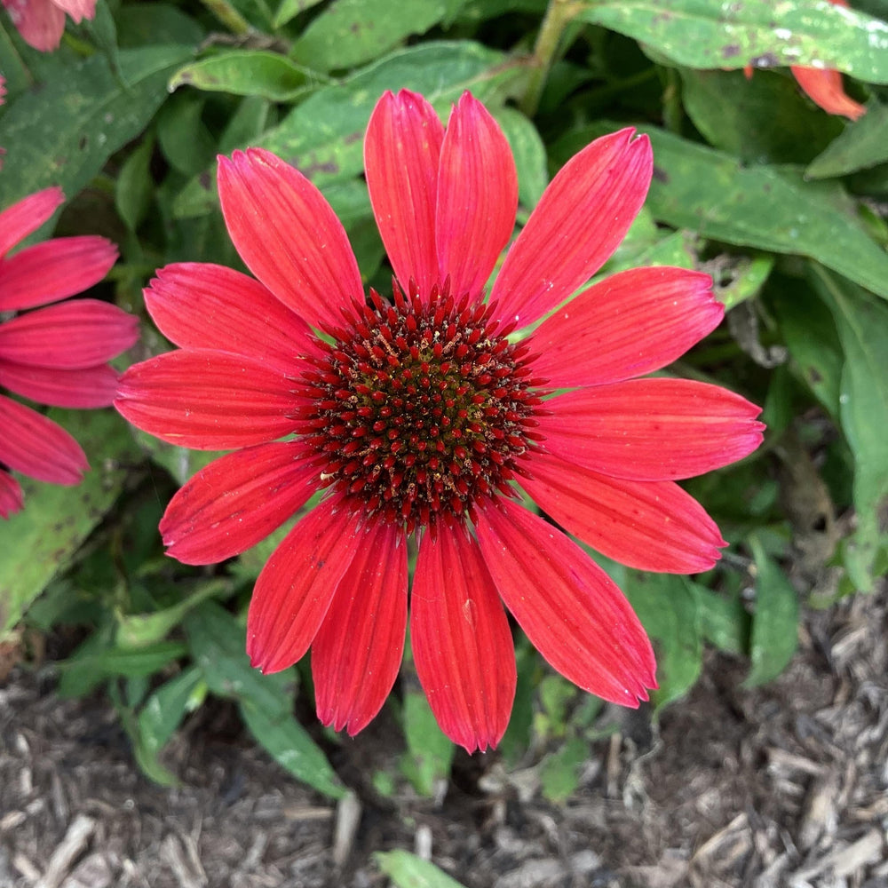 Echinacea purpurea 'SunMagic Vintage Ruby' ~ SunMagic® Vintage Ruby Echinacea-ServeScape