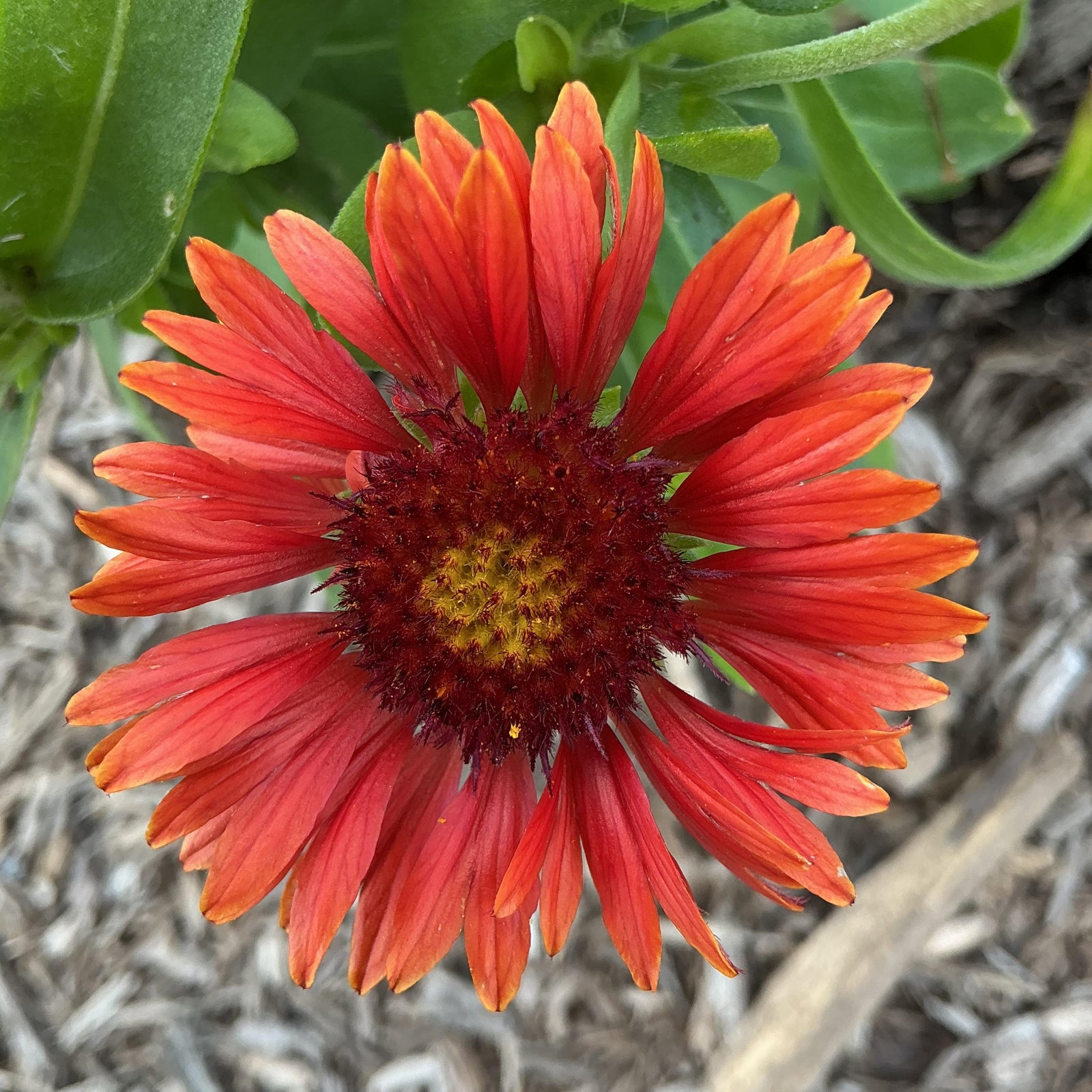 Gaillardia aristata 'FLOGB0014' ~ Monrovia® Guapa Red Blanket Flower-ServeScape