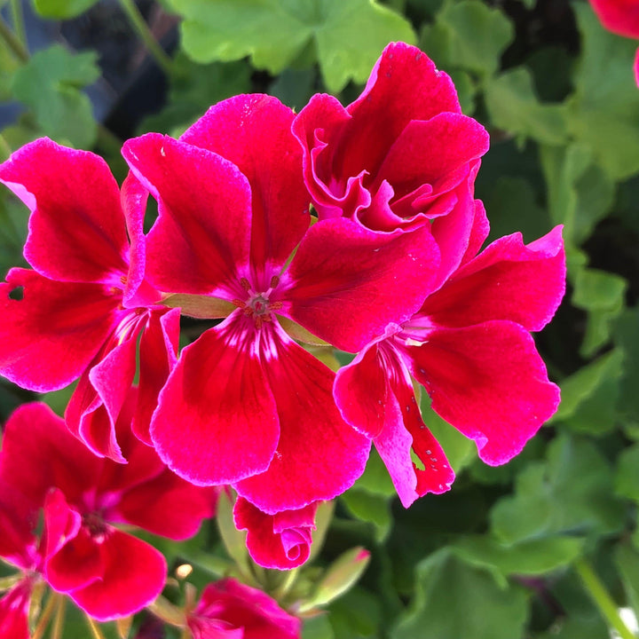 Pelargonium interspecific 'Calliope Crimson Flame' ~ Calliope® Medium Crimson Flame Geranium-ServeScape