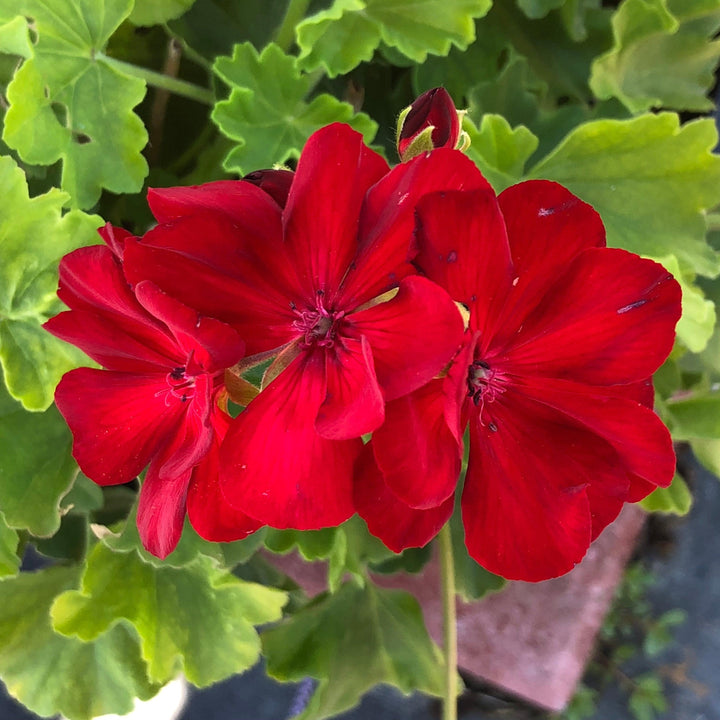 Pelargonium interspecific 'Calliope Medium Dark Red' ~ Calliope® Medium Dark Red Geranium-ServeScape