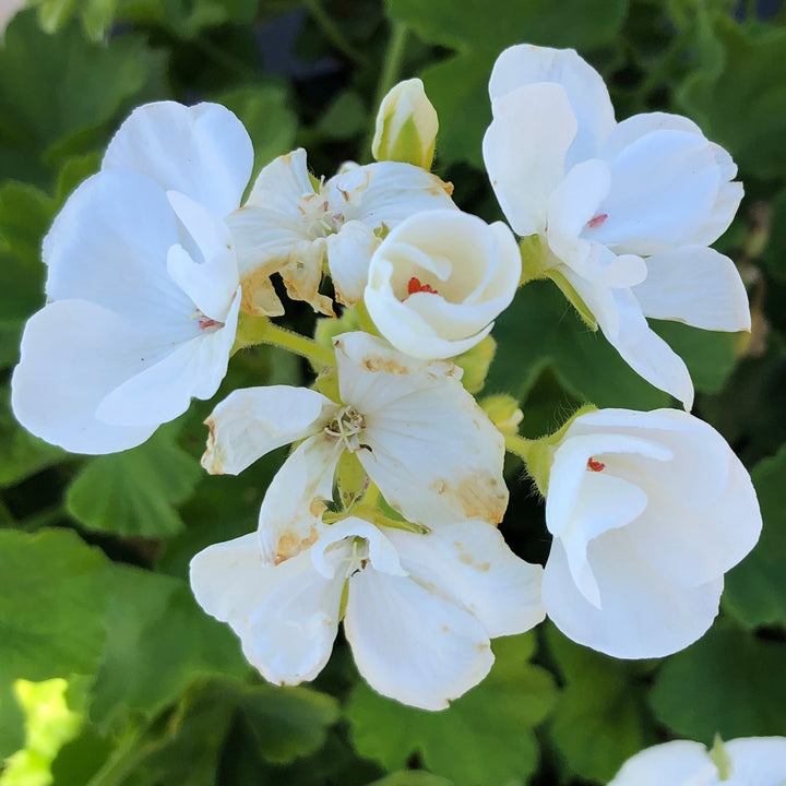 Pelargonium interspecific 'Calliope Medium White' ~ Calliope® Medium White Geranium-ServeScape