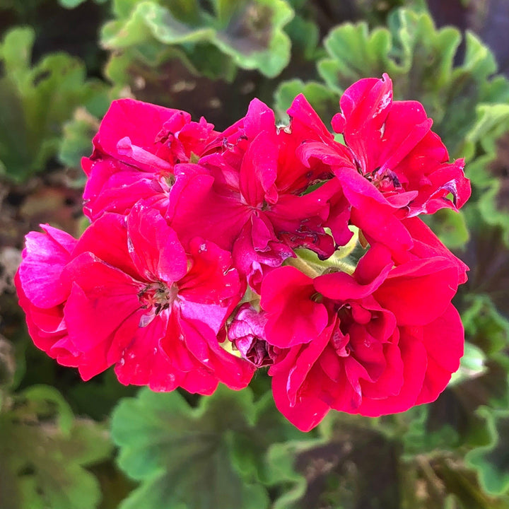 Pelargonium zonal 'Brocade Cherry Night' ~ Brocade Cherry Night Zonal Geranium-ServeScape