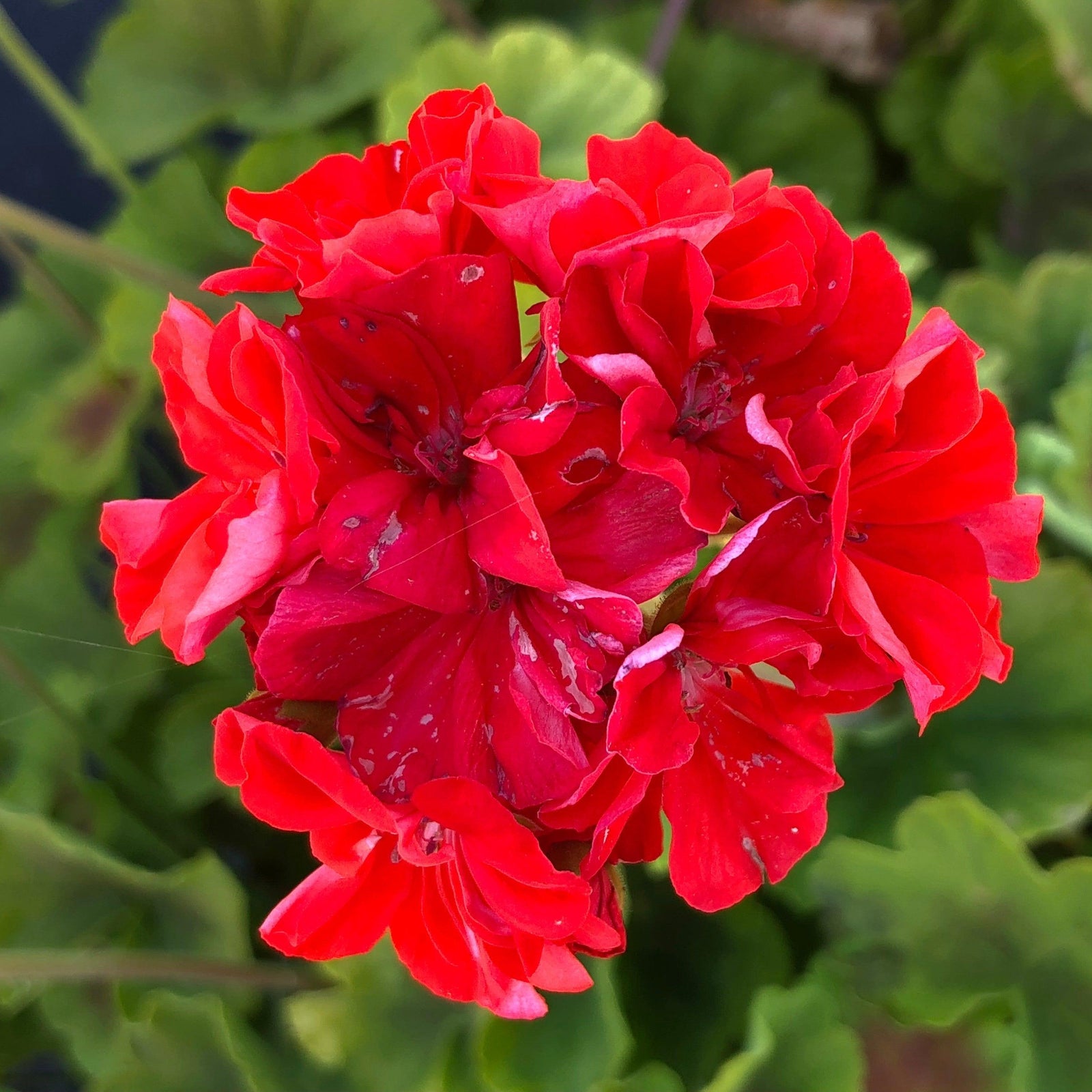 Pelargonium zonal 'Brocade Fire' ~ Brocade Fire Zonal Geranium-ServeScape