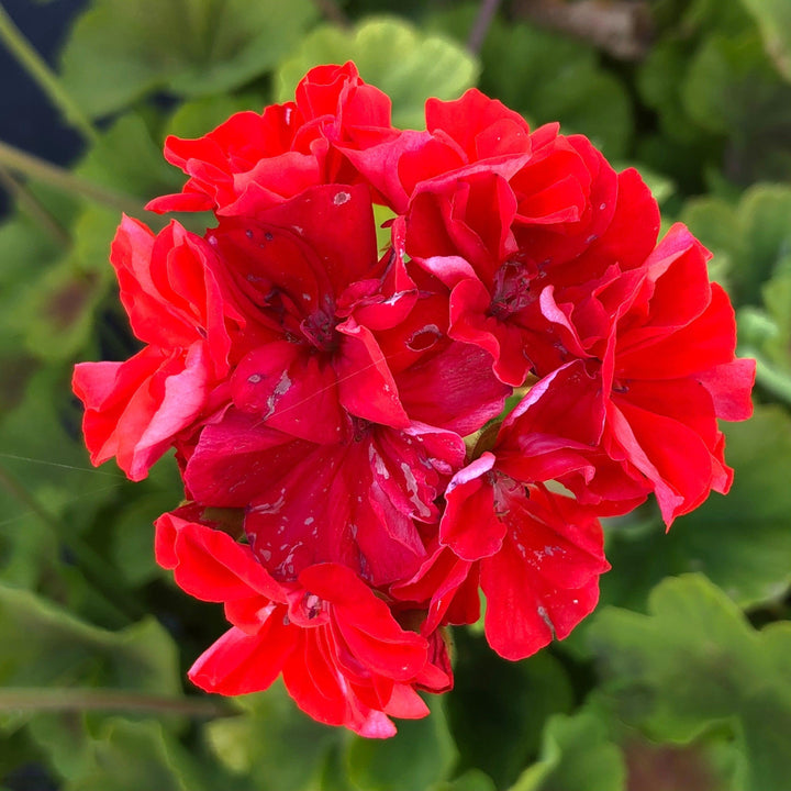 Pelargonium zonal 'Brocade Fire' ~ Brocade Fire Zonal Geranium-ServeScape