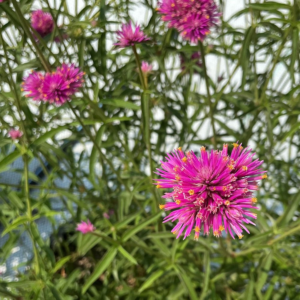 Gomphrena 'Fireball Pink' ~ Fireball Pink Globe Amaranth-ServeScape